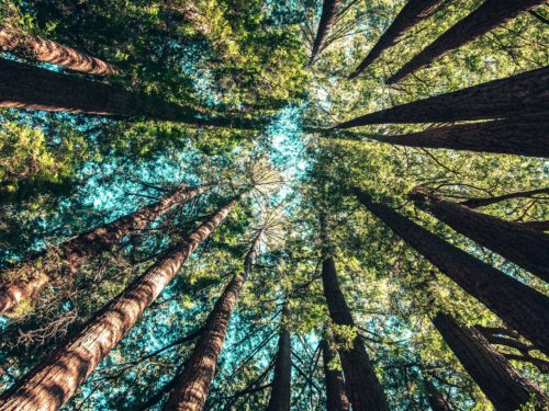 Trees